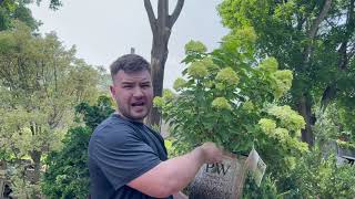 Are Your Hydrangea Flopping Over? 5 Tips.