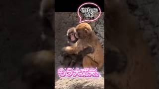 【涙腺崩壊】「もう大丈夫だよ」震えるパンチくんを抱きしめるもみあげちゃんが尊すぎる😭 #パンチくん #パンチ君 #感動  #shorts #市川市動植物園