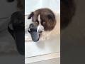 Lại là con Bo #lanatrinh #funny #shortsvideo