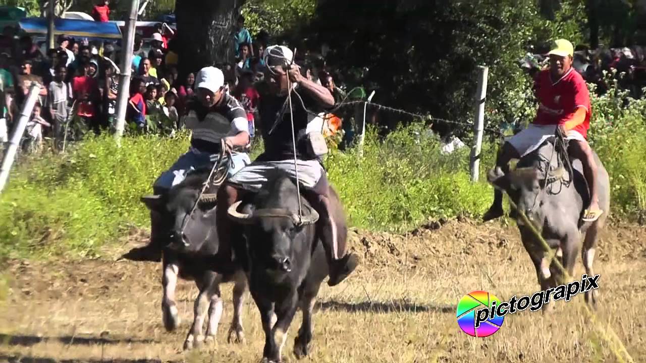 Carabao Race 2015 (Banna, Ilocos Norte) - YouTube