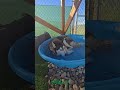 Oliver (F26-09) video