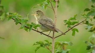 Icterine Warbler: Havellandisches Luch, Brandenburg, East Germany