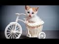 「猫かわいい」 すごくかわいい子猫 - 最も面白い猫の映画 #274
