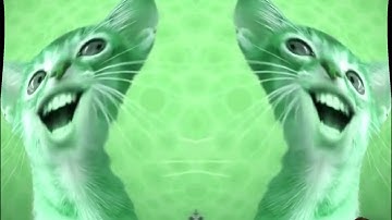 Preview 2 Numa Cat With 6 Effects Exo^2