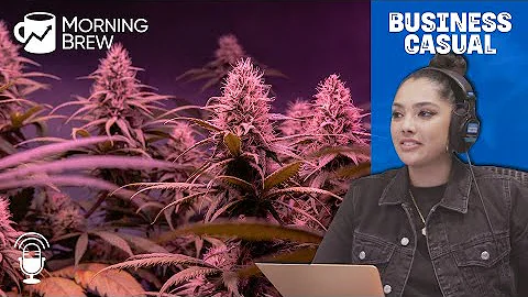 Why Legalizing Cannabis Made the Illegal Market St...