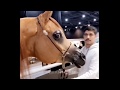 ARABIAN HORSES WORLD CHAMPION PARIS 2019  خيل عربي اصيل بطولة العالم لجمال الخيول العربية