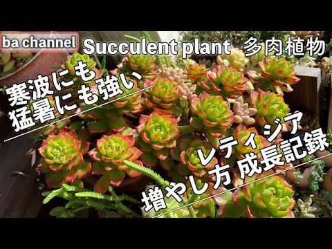 162 多肉植物 レティジア１株からの増やし方 多肉３年間の成長記録succulent Youtube