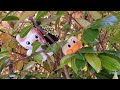 ノンタン　アニメ　アンパンマン　おもちゃ　歌　体操　キャンプ