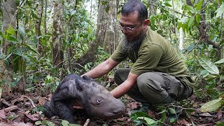 تولد نادر توله کرگدن سوماترایی در اندونزی امید به حفظ این گونه درحال انقراض را افزایش داد…