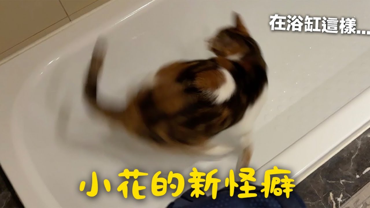 【黃阿瑪的後宮生活】小花的新怪癖！在浴缸這樣…