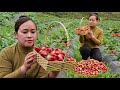 Harvest strawberry garden goes to market sell  make a dog feeder daily life  live whit nature
