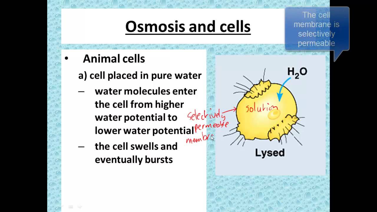 Osmosis and cells for iGCSE Biology - YouTube