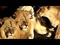 Парк львов Тайган зимой (Крым 2022) || Lions Park (Crimea)