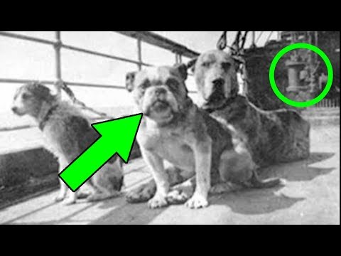 Видео: Собаки на борту «Титаника»