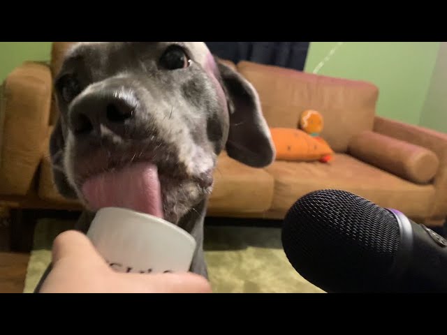 Dog ASMR (Meet My Dogs)