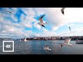Relaxing Evening in Istanbul Ferry Ride, Kadikoy to Karakoy Feeding Seagulls Asia to Europe
