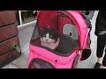 Cat goes for a walk in his buggy