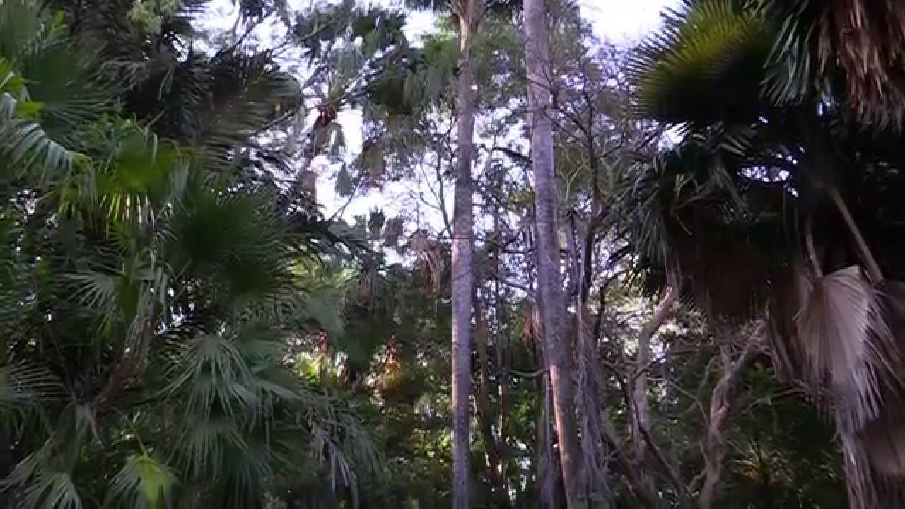 Botanic Garden - darwin