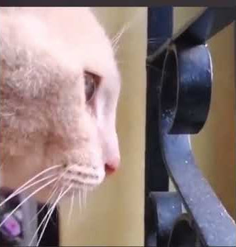 kucing kena ntr  😭😭😭