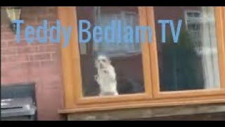 What will happen on this little street just click to find out Dog Reality TV ✔‍❤