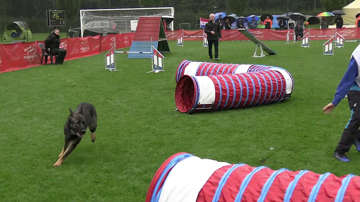 World Championship Agility German Shepherds Luna M...