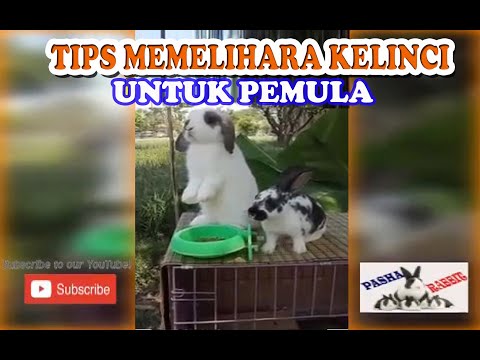 Video: Kehilangan Sebagian Atau Seluruh Kontrol Otot Pada Kelinci