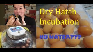 Hatching Chicks | Dry Hatch Method Incubation | Nurture Right 360 Incubator