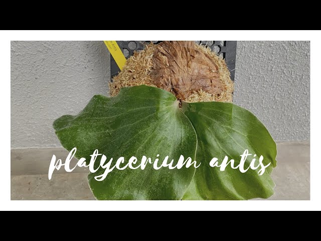 How to mount Platycerium on a panel platycerium antis ビカクシダ