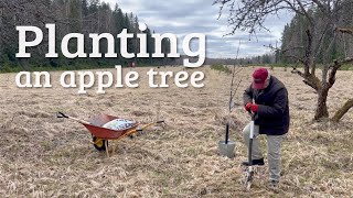 #101 Planting an apple tree and experimenting with grafting