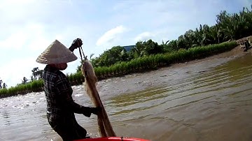 Bắt Tôm Càng Xanh Miền Tây - Crayfish Catch - Phần 2