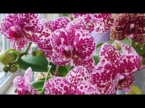 Video: Орхидеянын кышкы камы – Орхидеяны кышында кантип өстүрүү керек