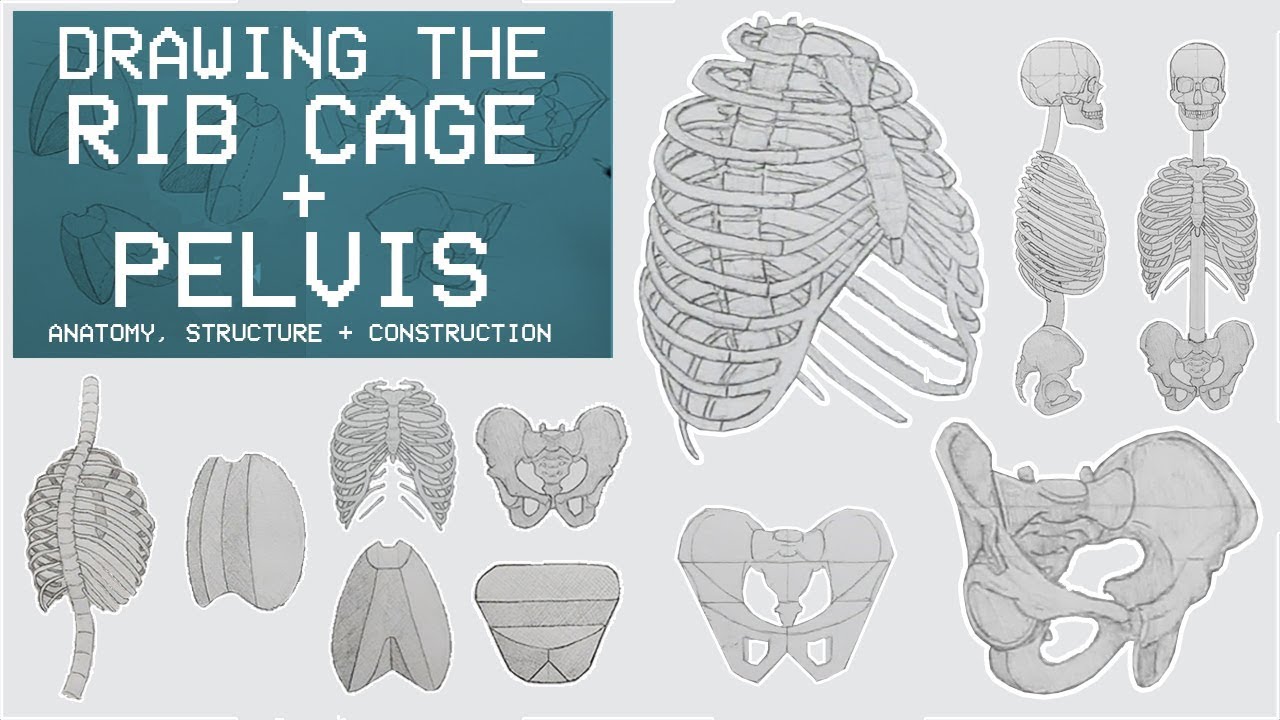 Drawing The Rib Cage Pelvis Anatomy Structure Construction Anatomy 3 Youtube