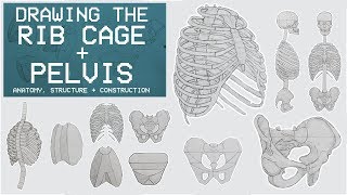 Drawing The RIB CAGE & PELVIS - Anatomy, Structure & Construction - Anatomy 3