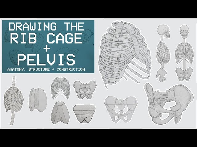 Behind Ribs Drawing How To Draw Human Ribs