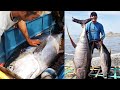 Giant Yellowfin Tuna Catch | Nakahuli ng Dalawang Yellowfin | Philippines Traditional Tuna Fishing