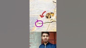Cat Tries to Catch a Snake – What Happens Next Will Shock You! #shorts #viralvideo #shortsvideo