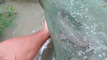 Nông Dân Thả Câu Đỗ Dớn Mùa Nước Nổi Vợ Làm Món Ăn Đạm Bạc