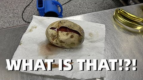 What Is That?! Ball Python Egg Cutting!! | G-Stripe Enhancer Clutch