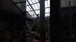 Screaming chimpanzee noises #shorts #chimpanzee #sound #screaming