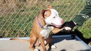 Mindy, A 5-12-Year-Old Pit Bull Mix For Foster Or 501C3 Rescue In Manahawkin, Nj