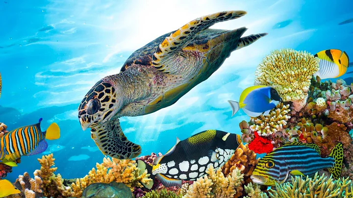 Beautiful Relaxing Music, Underwater Tropical fish...