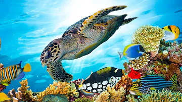 Beautiful Relaxing Music, Underwater Tropical fish, Coral reefs, Sea Turtles in 4k by Tim Janis