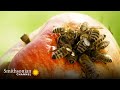 These Bees Have Been Lured into a Tasty Trap 🍎 Macro Worlds | Smithsonian Channel