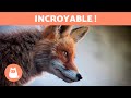 10 curiosits sur les renards qui vont vous surprendre  dcouvrezles 