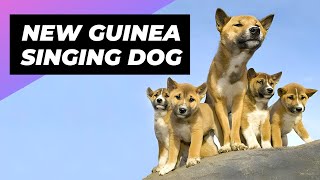 New Guinea Singing Dog  A Wild Dog You Didn't Know Existed #shorts