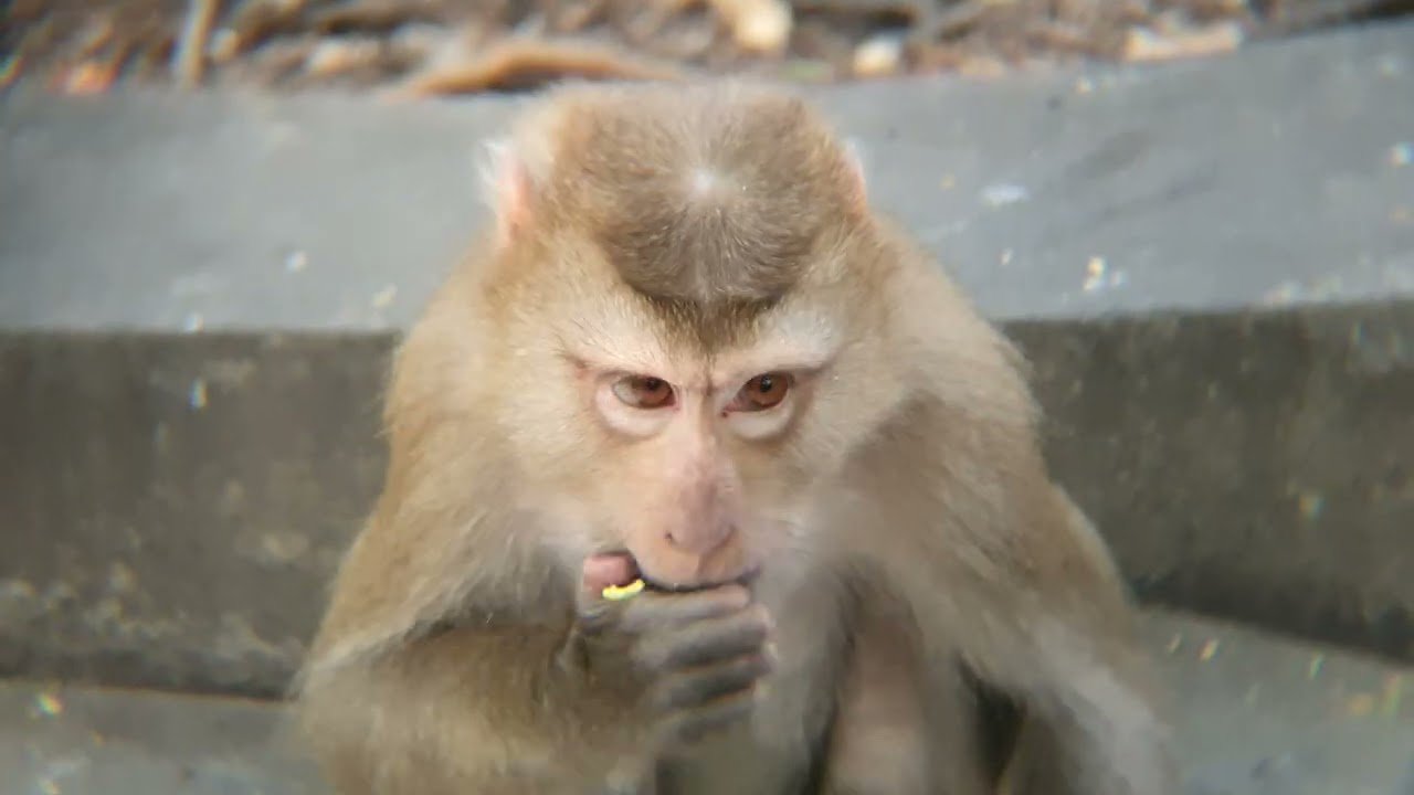 Real Jungle Life Nature of Wild Monkeys 