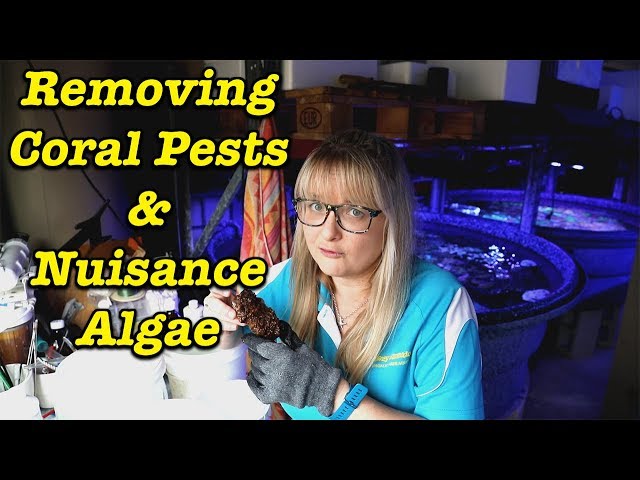 Removing Coral Pests & Nuisance Algae --- Gallery Aquatica TV class=