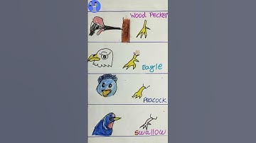 Birds beak and claws drawings