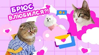 БРЮС ВЛЮБИЛСЯ В КОШКУ МЯТУ!❤️