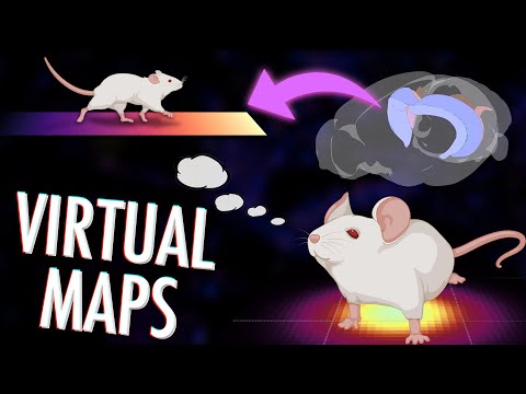 How your brain creates maps of abstract spaces | Brain GPS